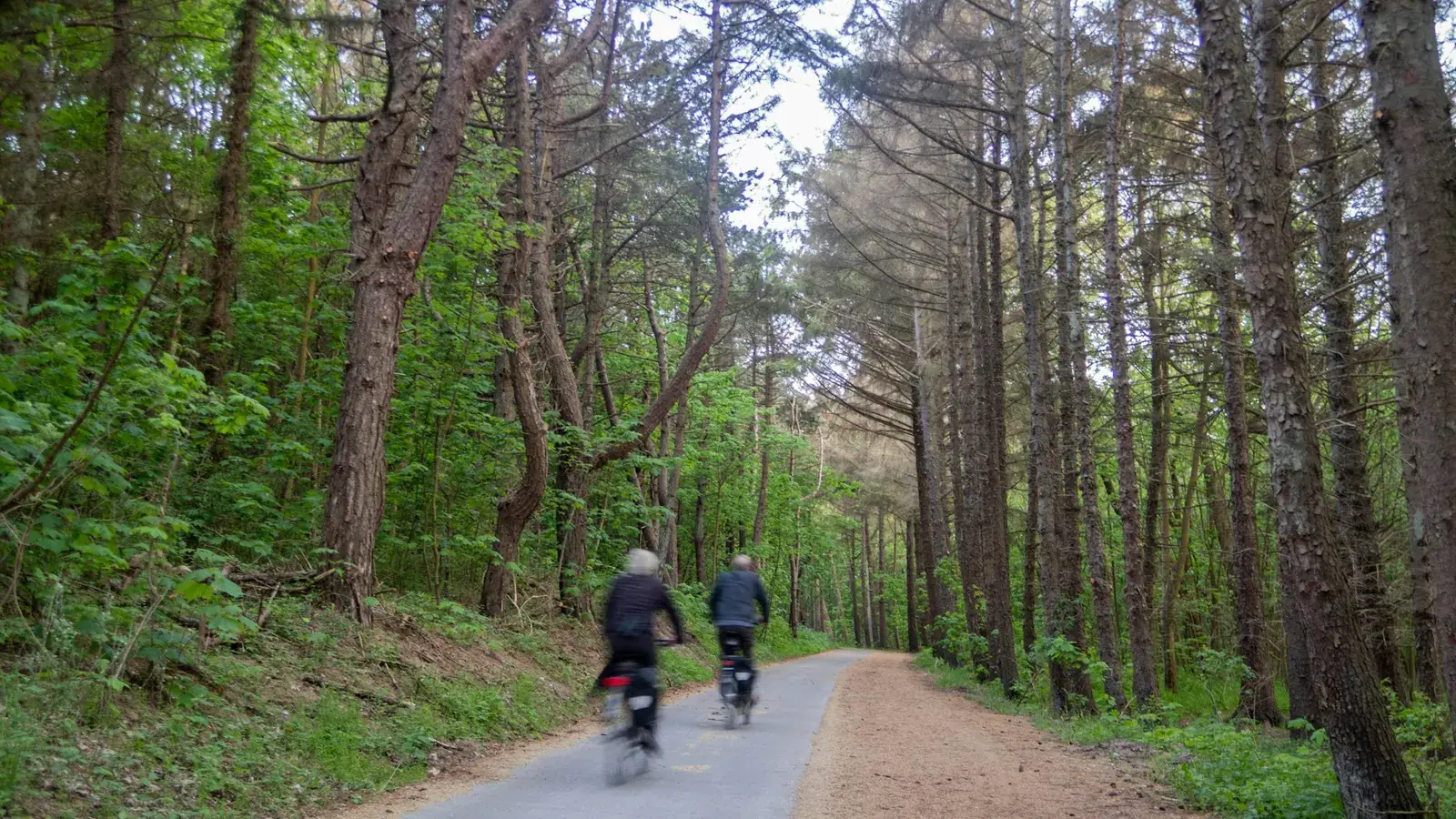 Twee fietsers op een verhard pad door het bos op Ameland