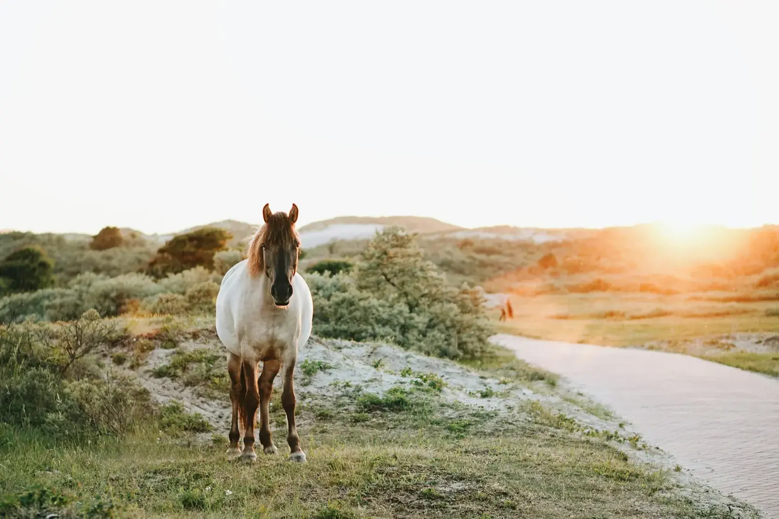 Een paard graast naast een verhard pad in Zuid-Kennemerland