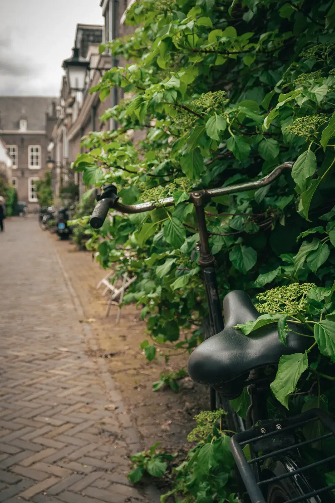 Een fiets tegen een groene muur aan een Utrechtse straat